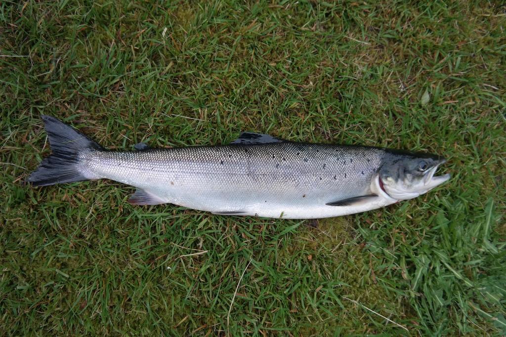 Holmset Camping And Fishing Namdalseid Kültér fotó